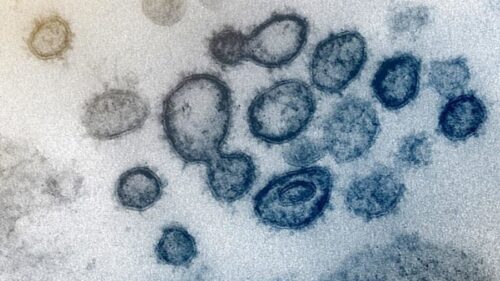 У Франції виявили новий штам коронавірусу