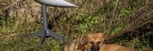 Президент Фінляндії закликав Ілона Маска відкрити Україні Starlink для ураження ракетних установок РФ
