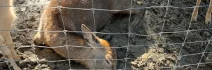 “Косуля стогнала від болю на очах у відвідувачів”: у Буковелі в зоопарку олениця кілька днів помирала у болоті