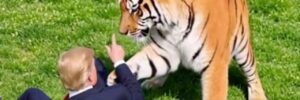 Трамп виклав ШІ-відео з обіймами тигра після смертельного нападу тварини на британця. Родина загиблого обурена